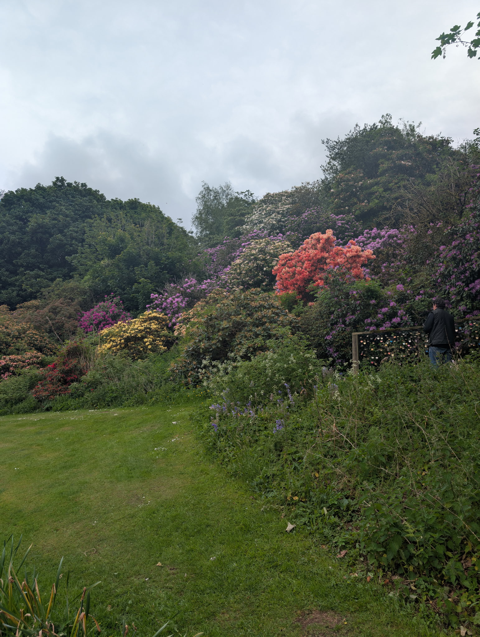 Vivid rhododendron blooms in a Scottish garden