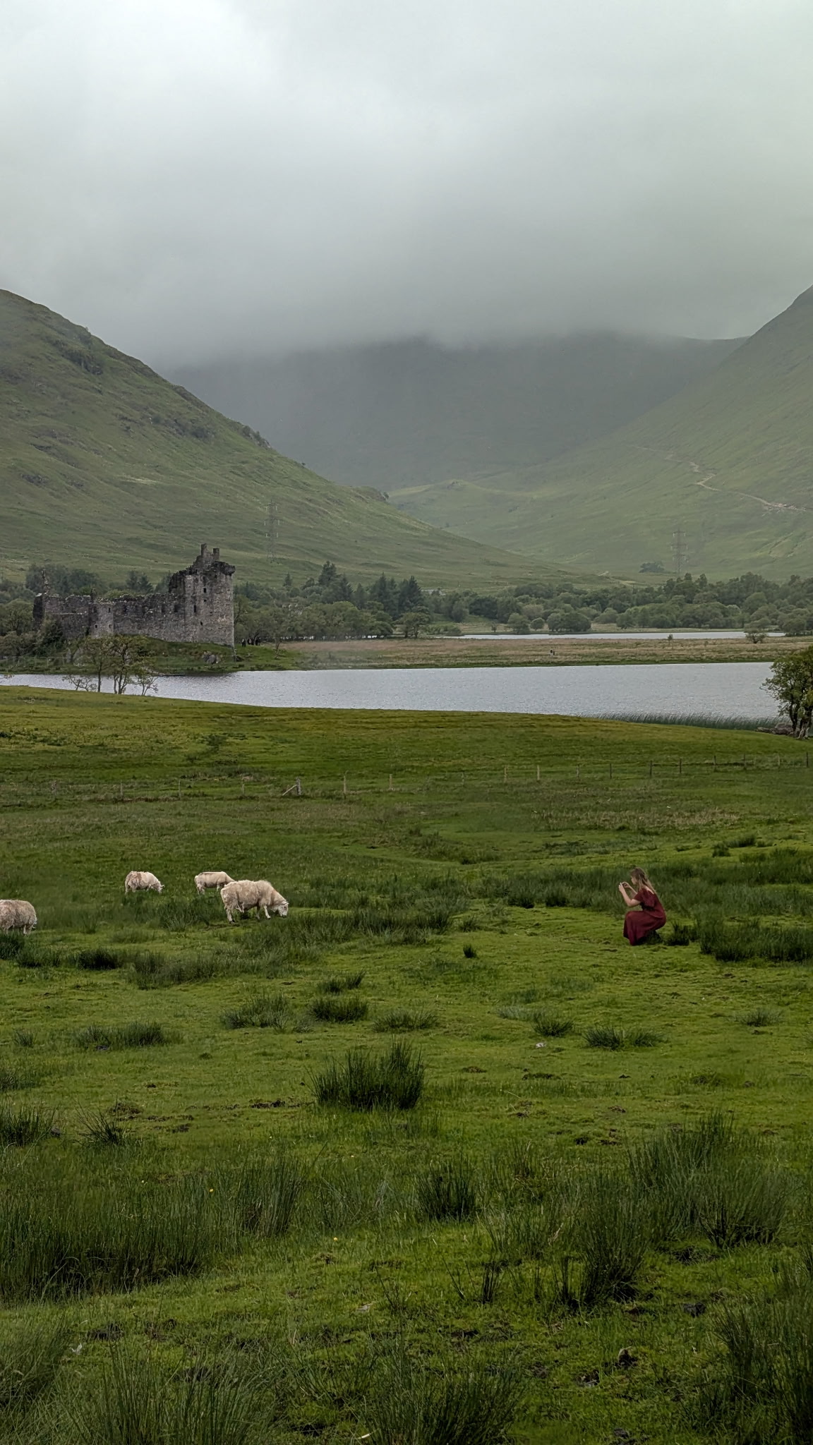 Sheep grazing near Kilchurn Castle in the Highlands